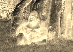Sepia + Negatyw