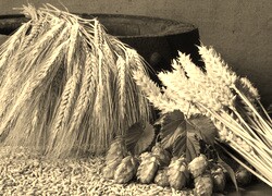 Szary + Sepia