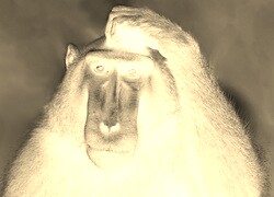 Sepia + Negatyw