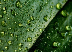 Oryginalny obrazek