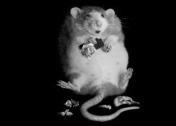 Szary