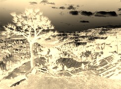 Sepia + Negatyw