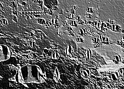 Skamielina