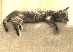 Szary + Sepia