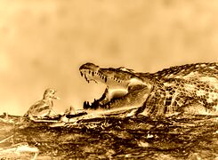 Sepia + Negatyw