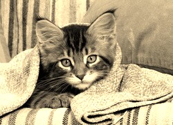 Szary + Sepia