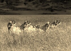 Sepia + Negatyw