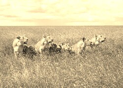 Szary + Sepia