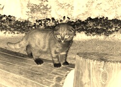 Sepia + Negatyw