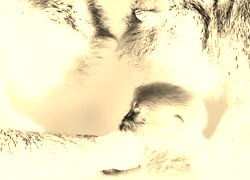Sepia + Negatyw
