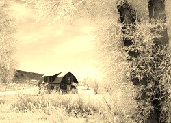 Szary + Sepia