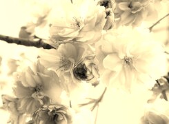 Szary + Sepia