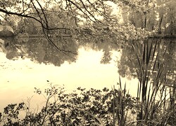 Szary + Sepia