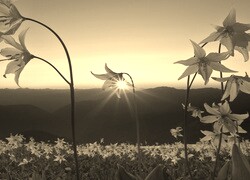 Szary + Sepia