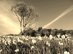 Szary + Sepia
