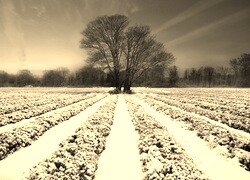 Szary + Sepia