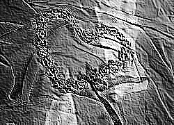 Skamielina