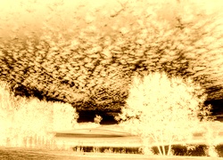 Sepia + Negatyw
