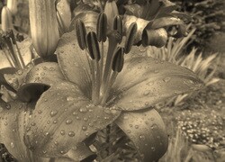 Szary + Sepia
