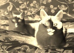 Sepia + Negatyw