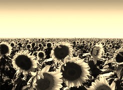 Szary + Sepia