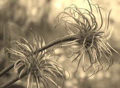 Szary + Sepia