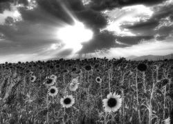 Szary + Sepia