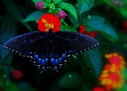 Oryginalny obrazek