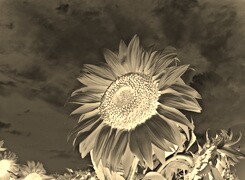 Sepia + Negatyw