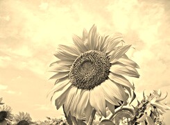 Szary + Sepia