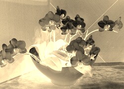 Sepia + Negatyw