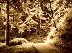Sepia