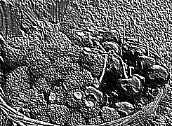 Skamielina