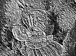 Skamielina