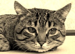 Szary + Sepia