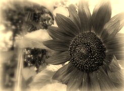Szary + Sepia