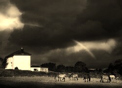 Szary + Sepia