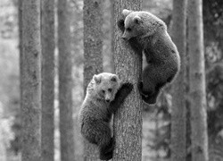 Szary