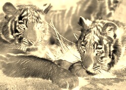 Sepia + Negatyw