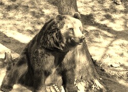 Szary + Sepia