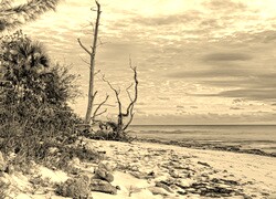 Szary + Sepia
