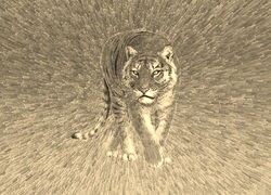 Szary + Sepia
