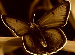Sepia