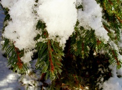 Oryginalny obrazek