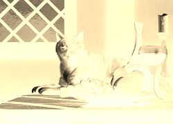 Sepia + Negatyw