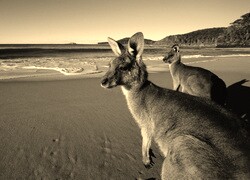 Szary + Sepia