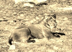 Sepia + Negatyw