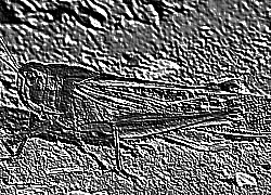 Skamielina