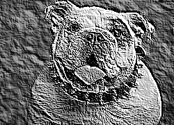 Skamielina