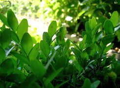 Oryginalny obrazek